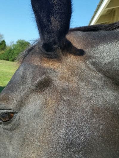 Pro Equine Grooms Grooming Tips For Helping The Sun Bleached Horse