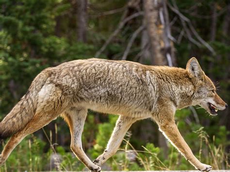 Killing Coyotes Is Not As Effective As Once Thought Researchers Say