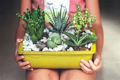 Ultimate Guide To Repotting A Succulent Urban Organic Yield