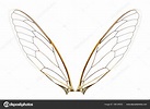 Wings Insect Isolated White Background Stock Photo by ©enterphoto 198126002