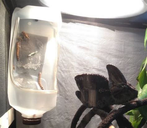 Check spelling or type a new query. homemade cricket feeder cup | Chameleon Forums