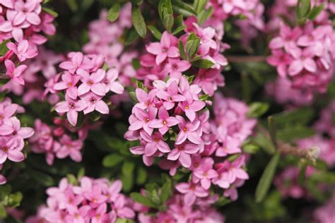 Pink Spring Flowering Shrub Identification Pretty In Pink 10 Shrubs