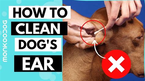 How To Clean Your Dogs Ear In 5 Simple Steps Avoid Ear Infection In