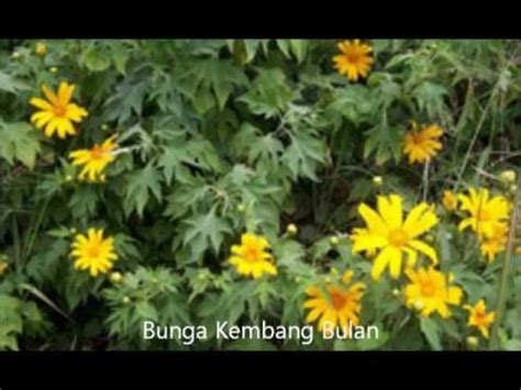 Download lagu mp3 & video: Bunga-Bunga Malaysia.wmv - YouTube