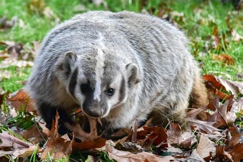 Badger Species How Many Types Of Badgers Exist In The World