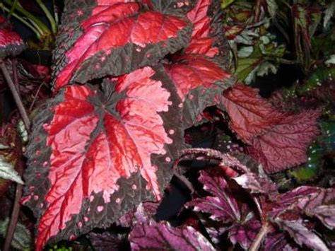 Lipstick plants have gorgeous red flowers which resemble red lipstick emerging from a maroon base. Gardeners Foliage Houseplants Top Dozen | Gardeners Tips