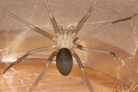 Brown Recluse Spider Close Up