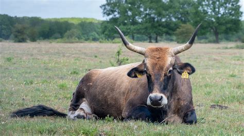 Aurochs Cow Rewilding Britain