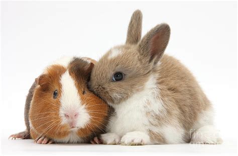 Baby Rabbit And Guinea Pig Photograph By Mark Taylor Fine Art America