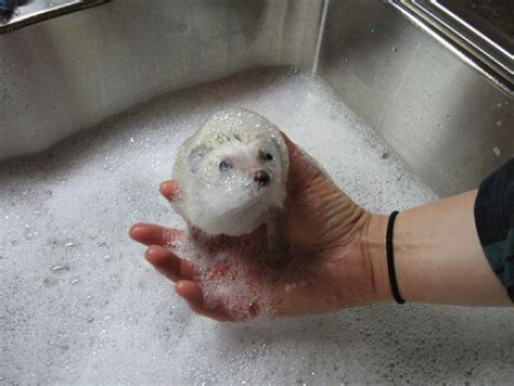 Introducing awesome baby bath tubs that make a real splash. Hedgehogs Taking Bath (30 pics)