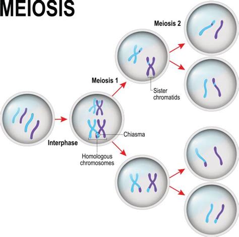 Mitosis Clip Art Vector Images And Illustrations Istock