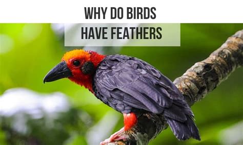 Why Do Birds Have Feathers Instead Of Furs Or Scales