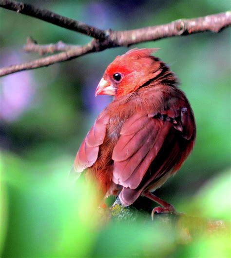 Juvenile Northern Cardinal Photograph By Linda Stern Pixels