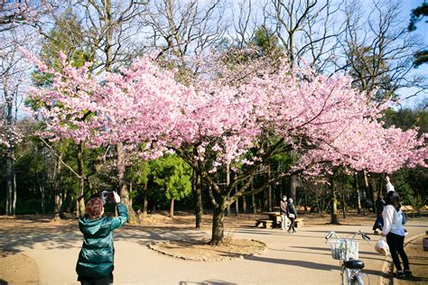 Where To See Winter Cherry Blossoms In Tokyo In 2023