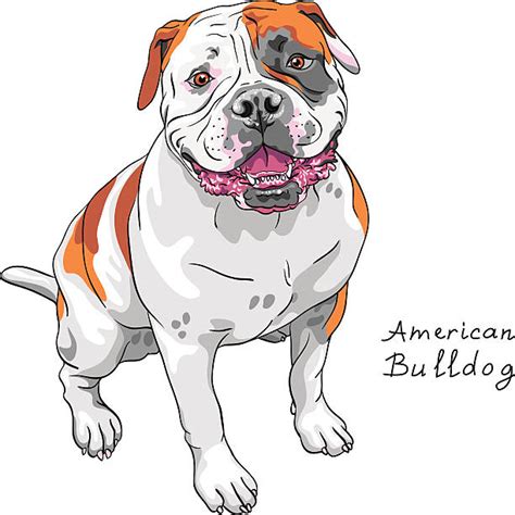 73 American Bulldog Clip Art Picture Bleumoonproductions