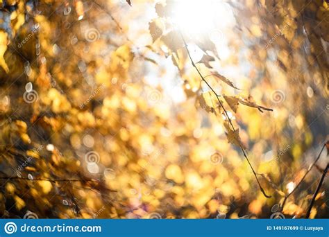 Autumn Leaves With Blurred Trees Fall Blurry Background Stock Image
