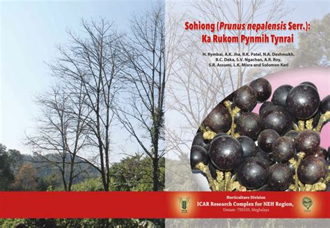 Pdf Sohiong Prunus Nepalensis Serr Ka Rukom Pynmih Tynrai