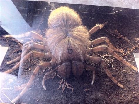 Camel spiders are often associated with middle eastern deserts thanks to popular chain letters that began circulating during the persian gulf war and the iraq war. Largest Spider Ever At 50 Inches In Diameter. Now That's A ...