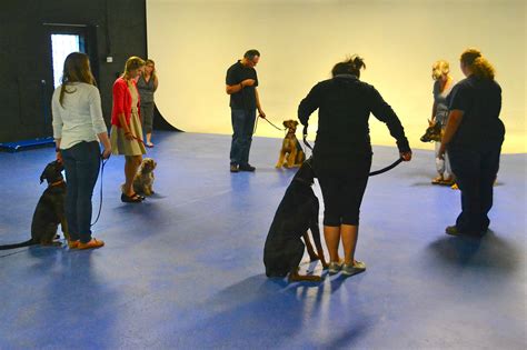 Train Your Own Service Dog Michigan Dog Training