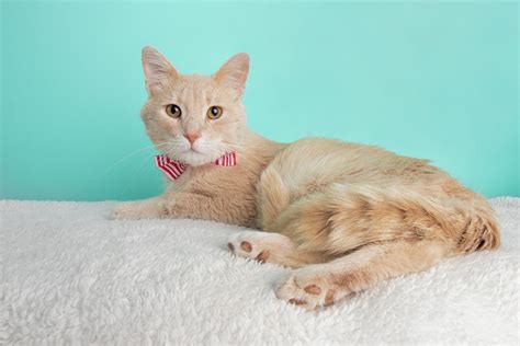 Cute Young Beige Tabby Cat Wearing Red And White Striped Bow Tie