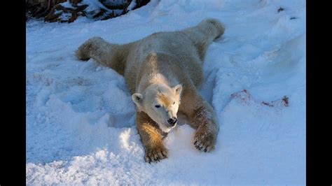 Polar Bears Play In Snow At The San Diego Zoo Youtube
