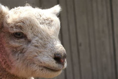 Photos Of Adorable Newborn Babydoll Sheep Will Make You Squeeee