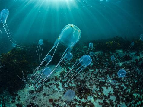 Box Jellyfish Worlds Most Venomous Sea Creature Howstuffworks Vlr