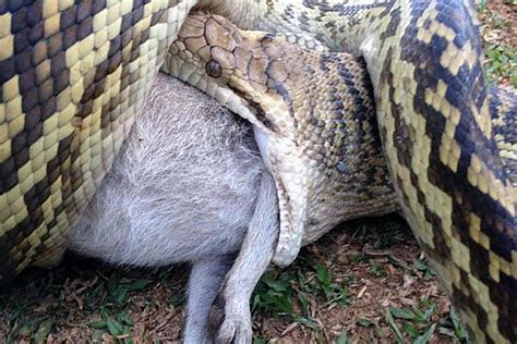 Moment 10 Foot Python Eats A Kangaroo Whole In Shocking Video