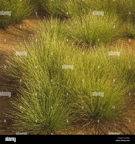 Spiky Grass Hi Res Stock Photography And Images Alamy