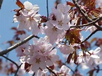 2019年4月25日（木）～2019年5月1日（水）寒地土木研究所「千島桜」一般公開A