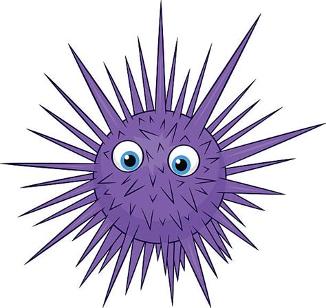 Cartoon Of A Sea Urchins Stock Photos Pictures And Royalty Free Images