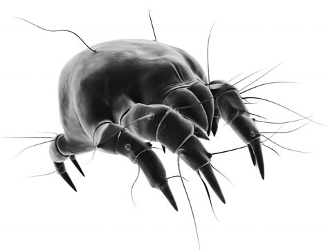 What Are Bed Mites With Pictures