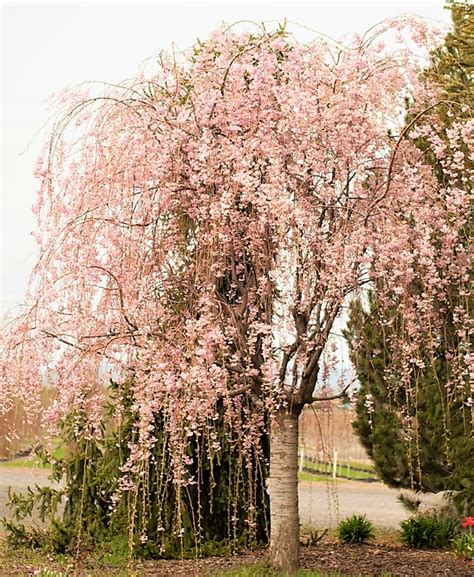Double Flowering Weeping Cherry Tree Best Flower Site