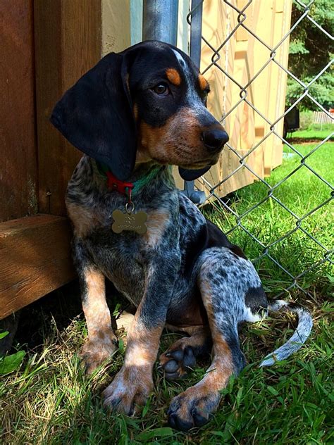 Find the perfect bluetick coonhound puppy for sale in arkansas, ar at puppyfind.com. Bluetick Coonhound Dog Breed | Dog Breeds Picture
