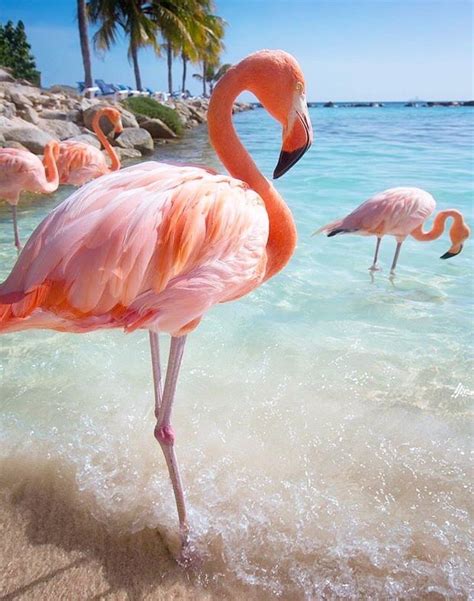 Flamingo Wallpaper Flamingo Art Summer Wallpaper Pink Flamingos Flamingo Beach Flamingo
