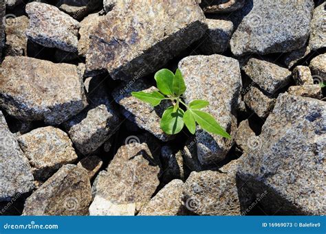 Small Plant Growing Through Field Of Rocks Stock Photos Image 16969073
