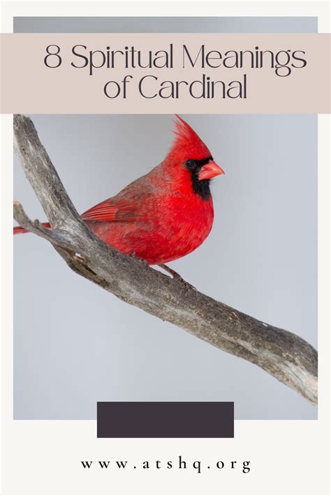 Cardinal Symbolism 8 Spiritual Meanings Of Cardinal