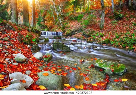 Autumnal Forest Rocks Covered Moss Fallen Stock Photo Edit Now 492872302
