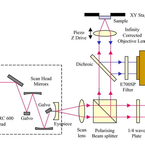The Schematic Illustrates Multiphoton Imaging With An Integrated