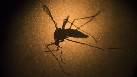 Health Officials Confirm 2nd Case Of Zika Virus In San Francisco Abc7 San Francisco