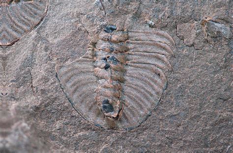 What The Cambrian Fossils In The Rocky Mountains Of Canada Reveal