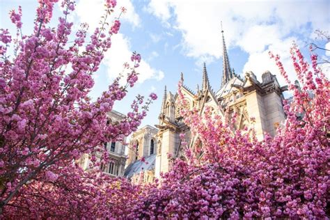 Cherry Blossoms In Paris My French Country Home Cherry Blossom Tree