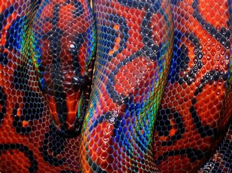 Brazilian Rainbow Boa A Very Pretty Shiny Snake With Iridescent