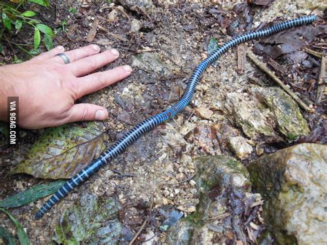 Giant Iridescent Blue Worm Came Across While Hiking In Vietnam 9gag