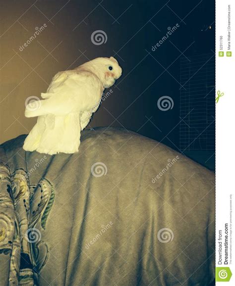 Encontre as melhores imagens profissionais gratuitas sobre goffin parrot. Goffin Cockatoo Parrot Bird Female Stock Photo - Image of ...