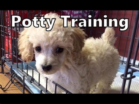 So how did i get barley to lie quietly under my chair while i work for hours from coffee shops? How To Potty Train A Poodle Puppy - Poodle House Training ...