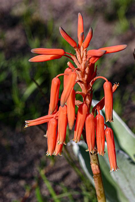 Flora Of Zimbabwe Species Information Individual Images Aloe Rhodesiana