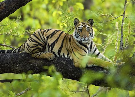 Tiger Tree India Panthera Vicki Constantine Croke