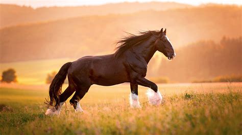 Shire Horse Wallpapers Wallpaper Cave