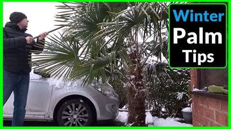 Removing Snow From Palm Trees How To Protect Palm Trees In Winter
